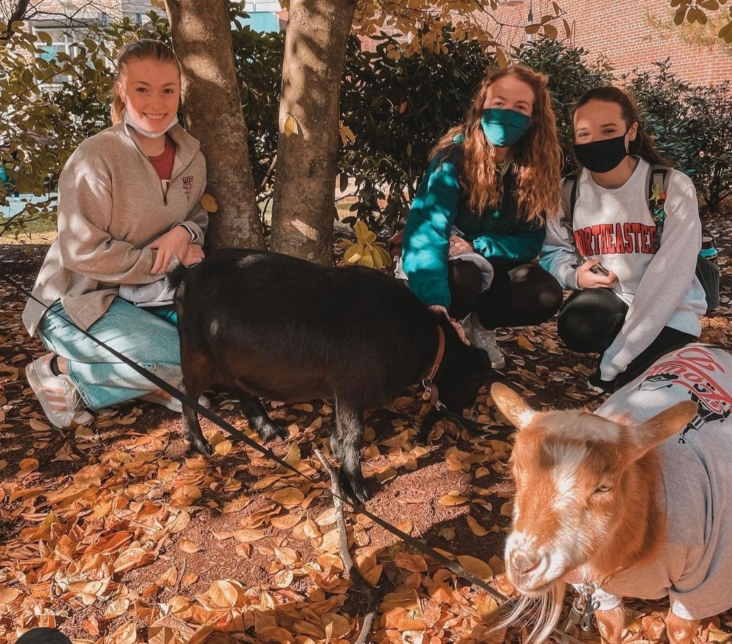 2021-11-10 WPI goats.jpg